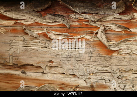 Alte verwitterte grau-braune Holztextur mit Holzwurmspuren als Hintergrund Stockfoto