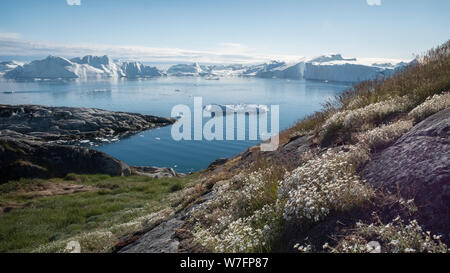 Weiße Sommerblumen mit abnehmenden Eisbergen im Westen Grönlands. Das Klima verändert sich. Stockfoto