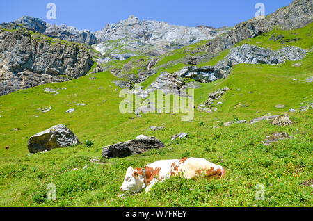 Liegende Kuh auf Skipisten in den Alpen. Sommer Alpine Landschaft. Kühe Alpen. Hügelige Landschaft mit grünen Wiesen, Felsen und Berge im Hintergrund. Tiere auf dem Bauernhof, Rinder. Sommer Saison. Stockfoto