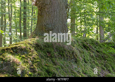 Baum auf eine Absicherung der Bank im Wald in der Nähe von Schönwalde, Schleswig-Holstein, Deutschland wächst Stockfoto