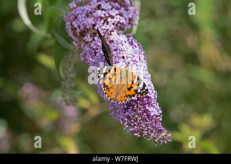 Distelfalter (Vanessa cardui) auf Schmetterling - Bush (Buddleja davidii) in der Nähe von Schönwalde, Schleswig-Holstein, Deutschland Stockfoto