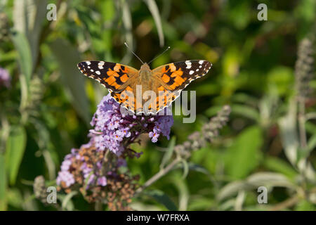 Distelfalter (Vanessa cardui) auf Schmetterling - Bush (Buddleja davidii) in der Nähe von Schönwalde, Schleswig-Holstein, Deutschland Stockfoto