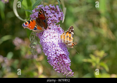 Tagpfauenauge (Inachis io) und distelfalter (Vanessa cardui) auf Schmetterling - Bush (Buddleja davidii) in der Nähe von Schönwalde, Schleswig-Holstein, Deutschland Stockfoto