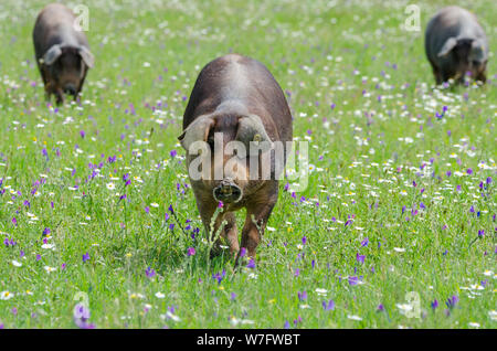 Schweine weiden auf Bauernhof in der Nähe von Badajoz, Extremadura Stockfoto