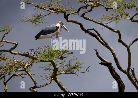 Marabu (Leptoptilos crumeniferus), auf einem Baum. Bei bedecktem Himmel Hintergrund. Dieses große Storch gefunden wurde, ist es in Afrika südlich der Sahara. Es spezialisiert Stockfoto