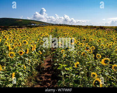 Ein Sonnenblumenfeld in Rhossili. Ich schaue zurück nach Rhossili im Hintergrund. AONB, Gower, Wales, Großbritannien. Stockfoto