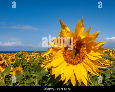 Sonnenblumen stehen hoch in der National Trust Feld der schönen gelben Sonnenblumen in Rhossili im August 2019. AONB, Gower, Wales, UK. Stockfoto