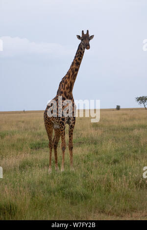 Masai Giraffe (Giraffa Camelopardalis) Auch die maasai Giraffe oder Kilimanjaro Giraffe genannt, ist die größte Unterart der Giraffe und die höchste l Stockfoto