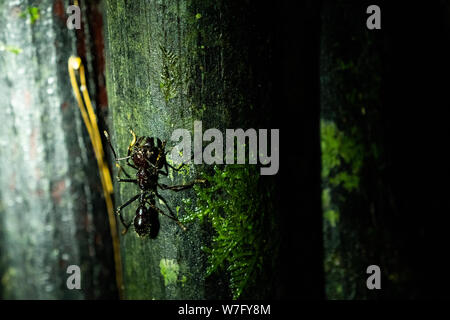 Bullet Ant 24-Std.-ant Stockfoto