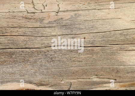 Alte verwitterte grau-braune Holztextur mit Holzwurmspuren als Hintergrund Stockfoto