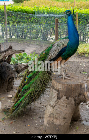 Fotografie der mehrere Augen der Federn eines indischen Pfauen (Peacock) vollständig anzuzeigen. Stockfoto