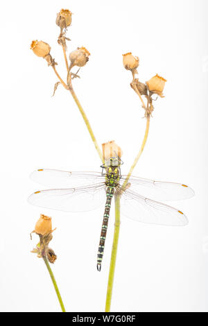 Eine südliche Hawker, Dragonfly, Aeshna cyanea, in einem Studio fotografiert vor der Freigabe. Es wird gesehen, ruht auf einem toten Red campion Stamm und sein Samen Köpfe, Stockfoto