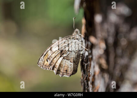 Woodland Äschen (Hipparchia fagi) auf der Rinde von einer Kiefer sitzt. Stockfoto