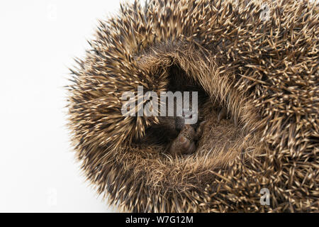 Ein Igel, Erinaceus europaeus, eingerollt in einer Kugel und fotografiert auf einem weißen Hintergrund. Seine Schnauze und eine Pfote sind nur sichtbar. Igel haben suffe Stockfoto