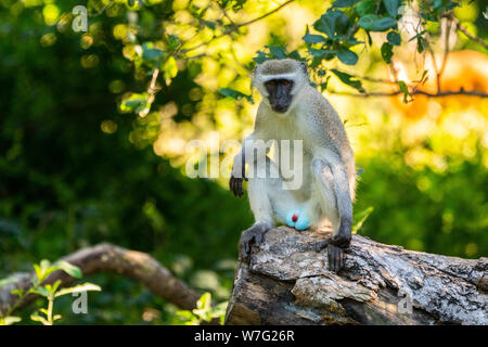 Meerkatze (Chlorocebus pygerythrus). Diese Affen sind native nach Afrika. Sie sind meist im gesamten südlichen Afrika zu finden, sowie einige der Stockfoto