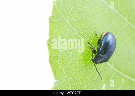 Eine weibliche Erle leaf Beetle, Agelastica alni, Erlen gefunden wurde, Alnus glutinosa, in der Nähe von Gillingham in North Dorset. Der Käfer war considere Stockfoto