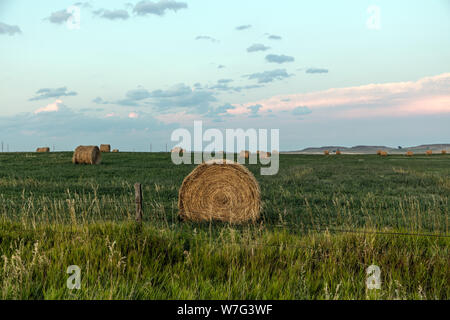 Ein Array von Heu rollt auf einem Bauernhof in Converse County, Wyoming Stockfoto