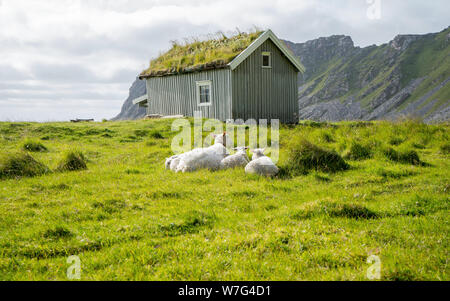 Schafe in Wiese auf grünem Gras im Hintergrund typisch norwegisches Haus. Haus mit Gras auf dem Dach. Schöne Farben. In der Nähe von Hoyvika Strand Stockfoto