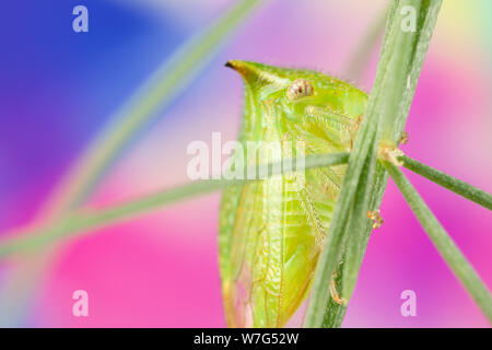 Die Buffalo treehopper ist eine Pflanzenart aus der Unterfamilie treehopper Membracinae. Es wird auch manchmal als Ceresa bisonia eingestuft Stockfoto