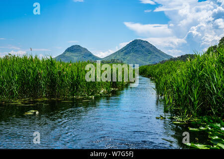 Montenegro, Weg durch grüne Reed und Lily Felder auf der Oberfläche der Skutarisee Wasser durch hohe Berge im Nationalpark Landschaft umgeben Stockfoto