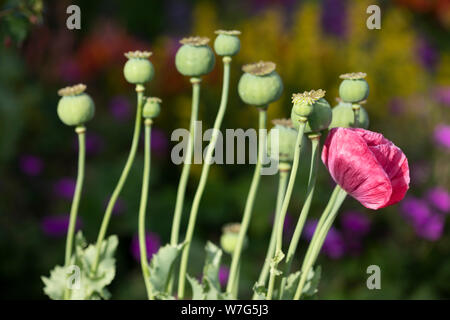 Mohn Kopf und roten orientalischen Mohn im Garten wächst, East Sussex, England, Vereinigtes Königreich, Europa Stockfoto