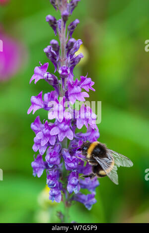 Hummel Nektar sammeln von a Lila Salvia Abies Caradonna, East Sussex, England, Vereinigtes Königreich, Europa Stockfoto