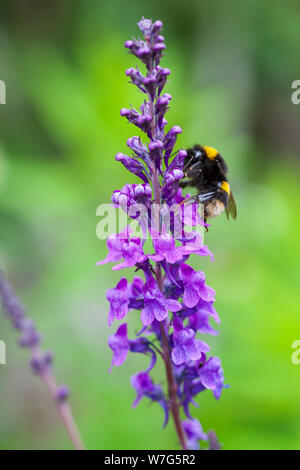 Hummel Nektar sammeln von a Lila Salvia Abies Caradonna, East Sussex, England, Vereinigtes Königreich, Europa Stockfoto