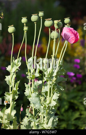 Mohn Kopf und roten orientalischen Mohn im Garten wächst, East Sussex, England, Vereinigtes Königreich, Europa Stockfoto