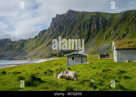 Schafe in Wiese auf grünem Gras im Hintergrund typisch norwegisches Haus. Haus mit Gras auf dem Dach. Schöne Farben. In der Nähe von Hoyvika Strand Stockfoto