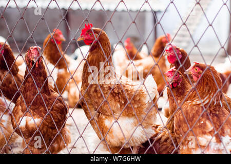 Hennen in Bio Bauernhof. Huhn im Hühnerstall. Hühner in der Farm an einem sonnigen Tag Stockfoto