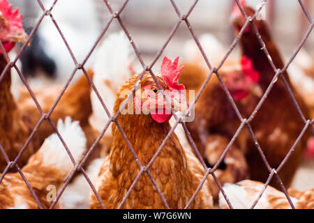 Hühner auf traditionellen freie Strecke Geflügelfarm. Freie Strecke Hahn und Hühner. Freie Strecke Hahn und Hühner Stockfoto