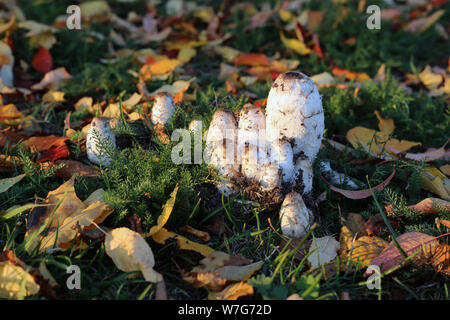 Shaggy Mane (Coprinus comatus) Pilze auf einem Hinterhof Wiese während der frühen Herbst. Es gibt mehrere Pilze und viele rote und gelbe Blätter. Stockfoto