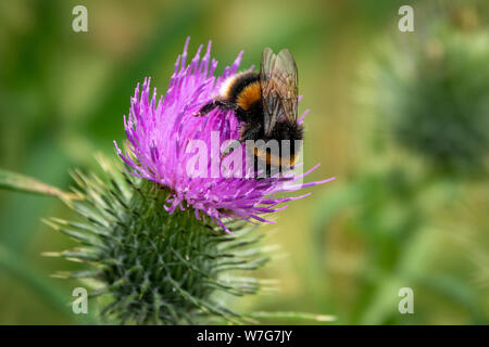Nahaufnahme von einer Hummel auf lila Distel blühen Stockfoto