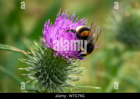 Nahaufnahme von einer Hummel auf lila Distel blühen Stockfoto