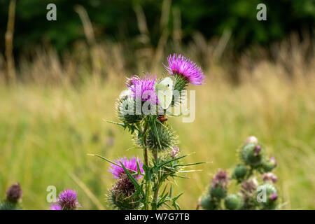 Ein weißer Schmetterling auf einer Distel Blume mit Soft Focus Wiese im Hintergrund Stockfoto