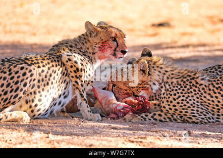 Geparden essen einen Springbock, Kgalagadi Transfrontier Stockfoto