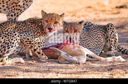 Geparden essen einen Springbock, Kgalagadi Transfrontier Stockfoto