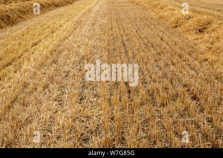 Eine Perspektive für ein Feld mit Stroh Stroh in den ordentlichen Reihen Stockfoto