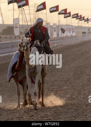 Jeden Tag wertvolle Kamele auf der Al Marmoum Kamelrennbahn im Emirat Dubai ausgebildet werden. Das sehr beliebte Rennen erfolgen nur in den Wintermonaten. (14. Januar 2019) | Verwendung weltweit Stockfoto