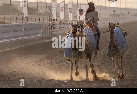 Jeden Tag wertvolle Kamele auf der Al Marmoum Kamelrennbahn im Emirat Dubai ausgebildet werden. Das sehr beliebte Rennen erfolgen nur in den Wintermonaten. (14. Januar 2019) | Verwendung weltweit Stockfoto