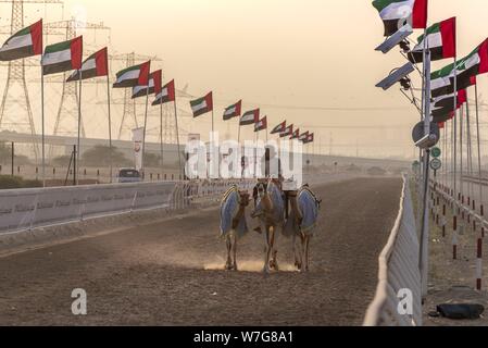 Jeden Tag wertvolle Kamele auf der Al Marmoum Kamelrennbahn im Emirat Dubai ausgebildet werden. Das sehr beliebte Rennen erfolgen nur in den Wintermonaten. (14. Januar 2019) | Verwendung weltweit Stockfoto