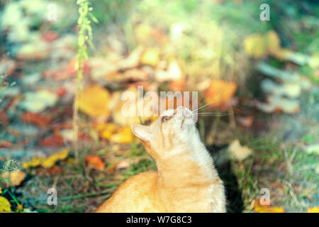 Cute funny Ginger cat im Garten betteln Stockfoto