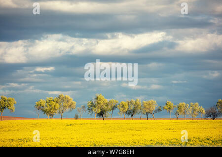 Landschaft mit Kulturpflanzen Raps Feld und eine Reihe von Bäumen am Horizont. Ländliche Landschaft im frühen Frühling. Spanien, Europa Stockfoto