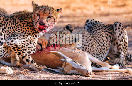 Geparden essen einen Springbock, Kgalagadi Transfrontier Stockfoto