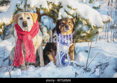 Gelben Labrador Retriever Hund und braun-schwarzen Hund sitzen zusammen im Freien an einem verschneiten Wald im Winter. Hunde tragen gestrickte Schals Stockfoto