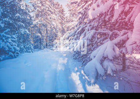 Winterlandschaft. Kiefer verschneiten Wald. Bäume mit Schnee bedeckt Stockfoto