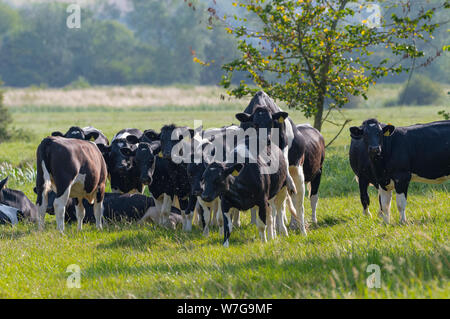 Herde der schwarze und weiße Kühe auf einer Wiese im Sommer, die sich durch einen Sprung auf ein anderes zurück, in Großbritannien. Stockfoto