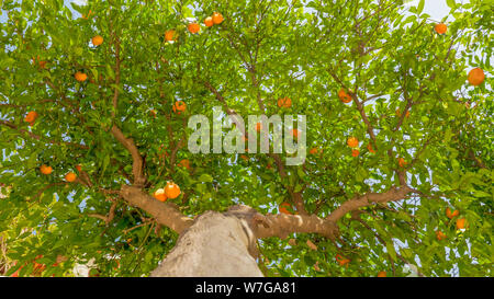 Tangerine tree Hintergrund, Ansicht von unten. Hohe Obstbaum Hintergrund. Früchte am Baum. Ernte Konzept. Ernte Hintergrund. Früchte hängt am Baum. Grüne Blätter und Mandarinen Stockfoto