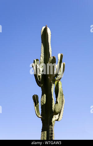 Blick auf Kaktus in der Wüste unter blauem Himmel Stockfoto