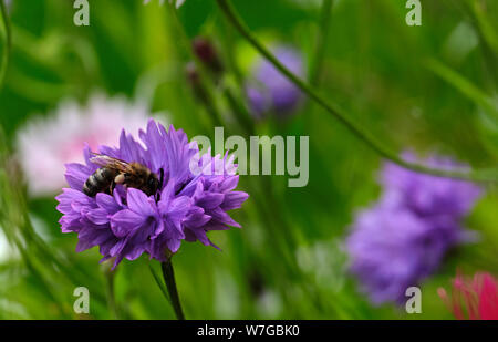 An einem warmen Sommernachmittag, August Pollen beladene Biene sammelt Nektar aus einer kornblume. 04/08/2019 Stockfoto
